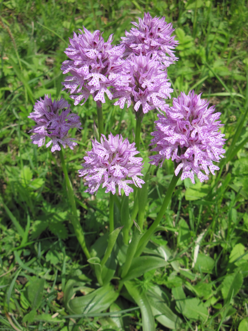 BRAUNHAUSEN Kalkmagerrasen